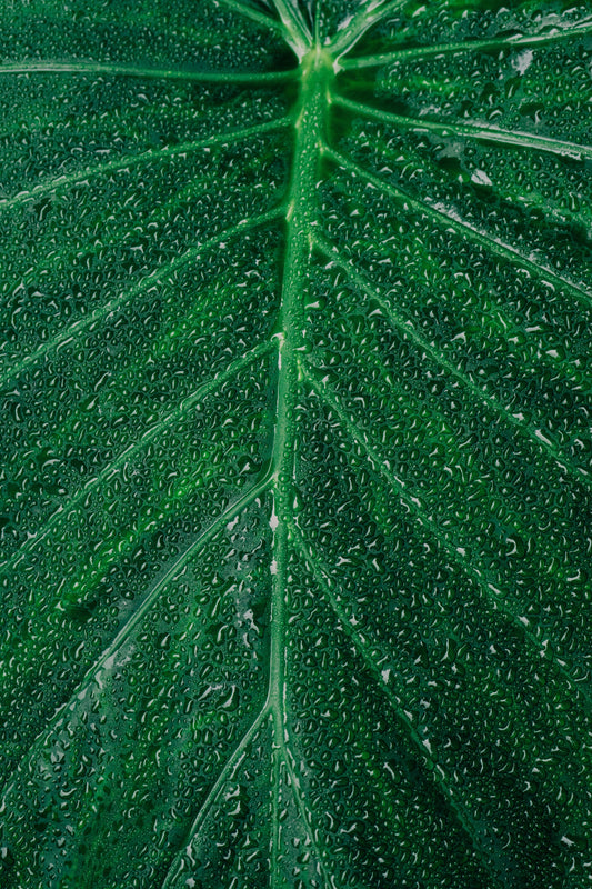 Warum die richtige Luftfeuchtigkeit für Pflanzen (und dich!) so wichtig ist 💧