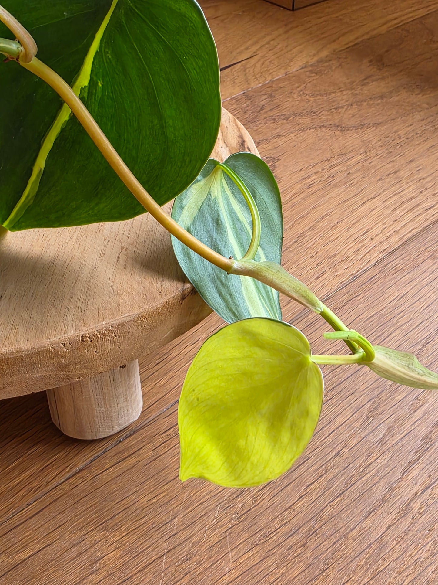 Philodendron 'Brasil'