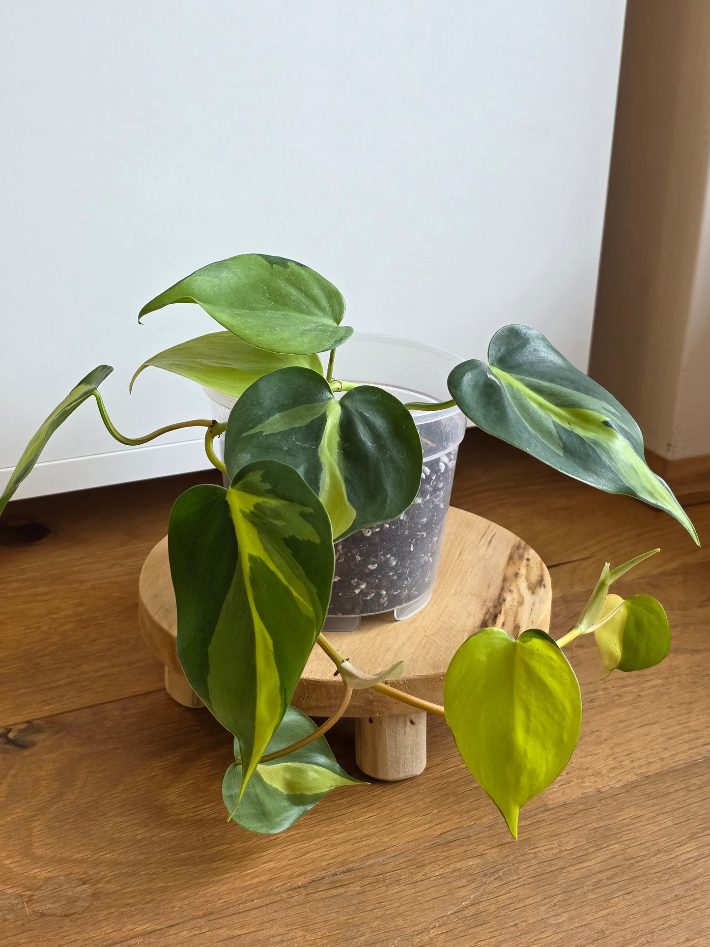 Philodendron 'Brasil'