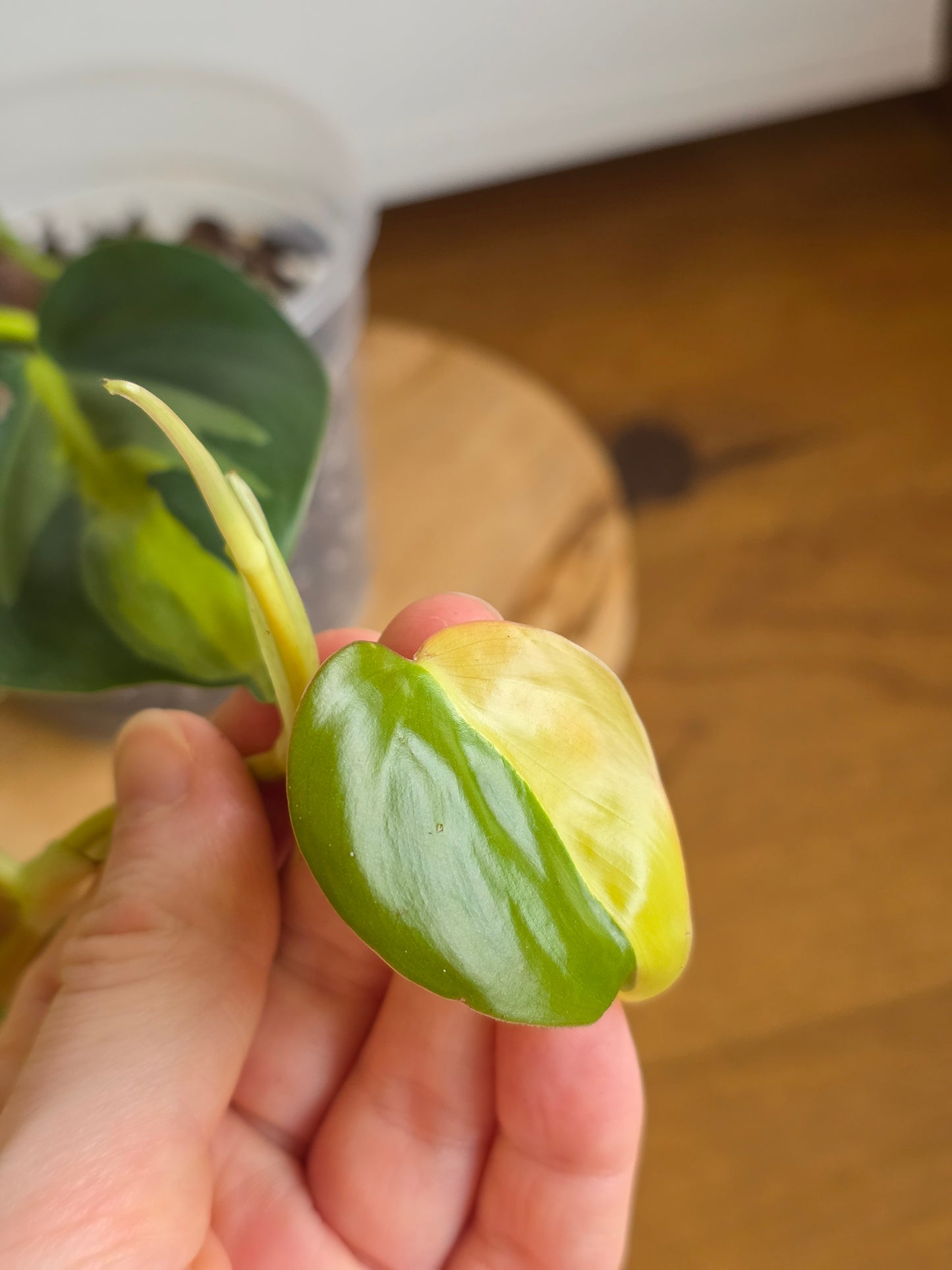 Philodendron 'Brasil'