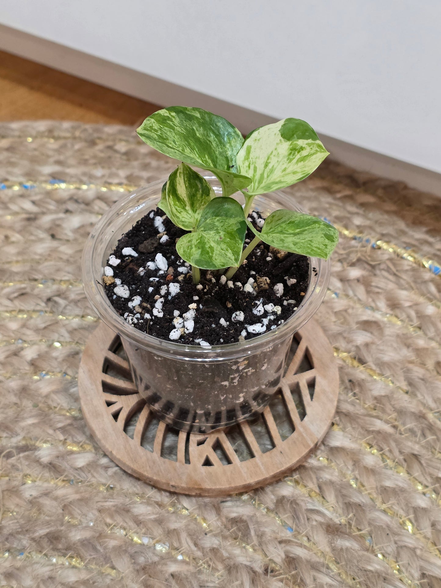 Epipremnum 'Manjula'