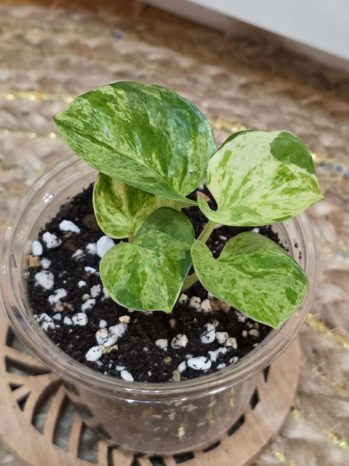 Epipremnum 'Manjula'