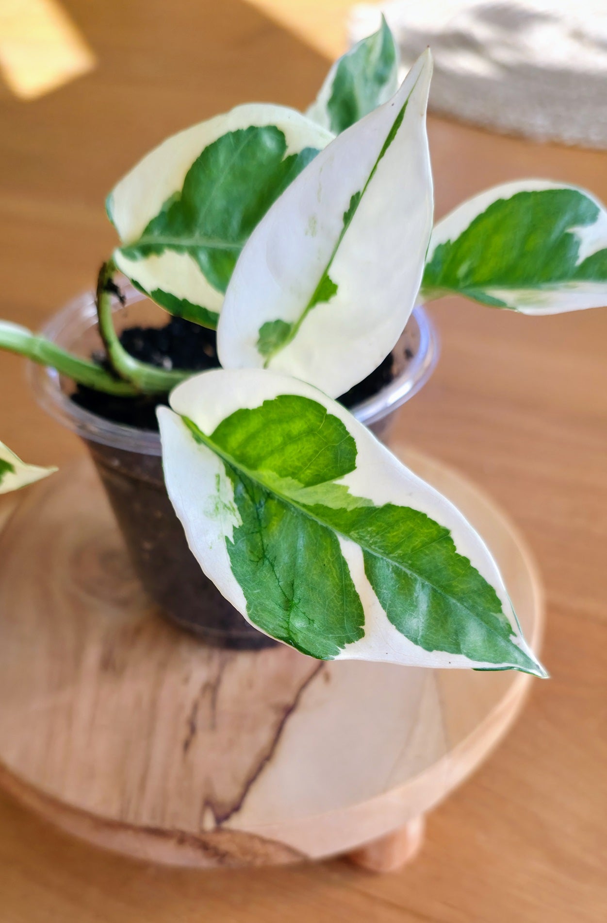 Epipremnum 'Njoy'