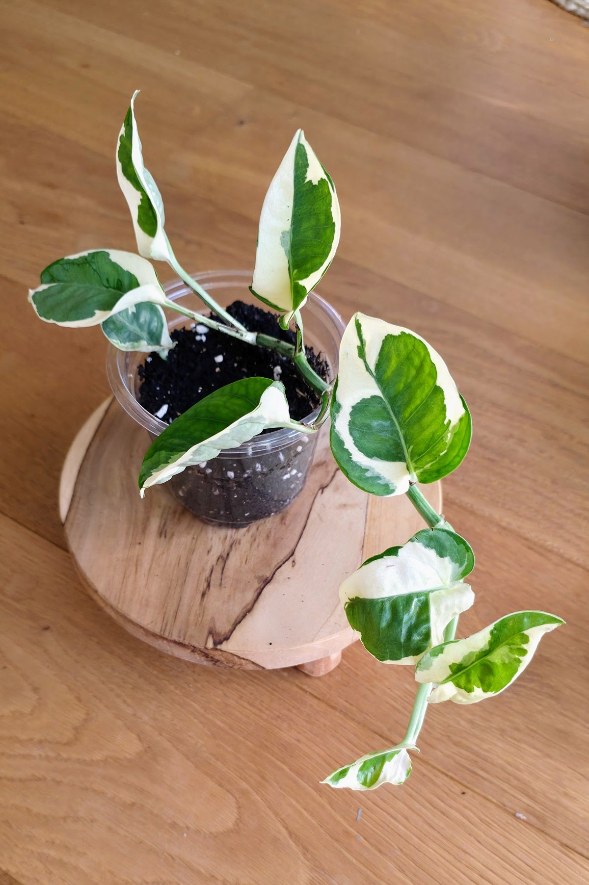 Epipremnum 'Njoy'