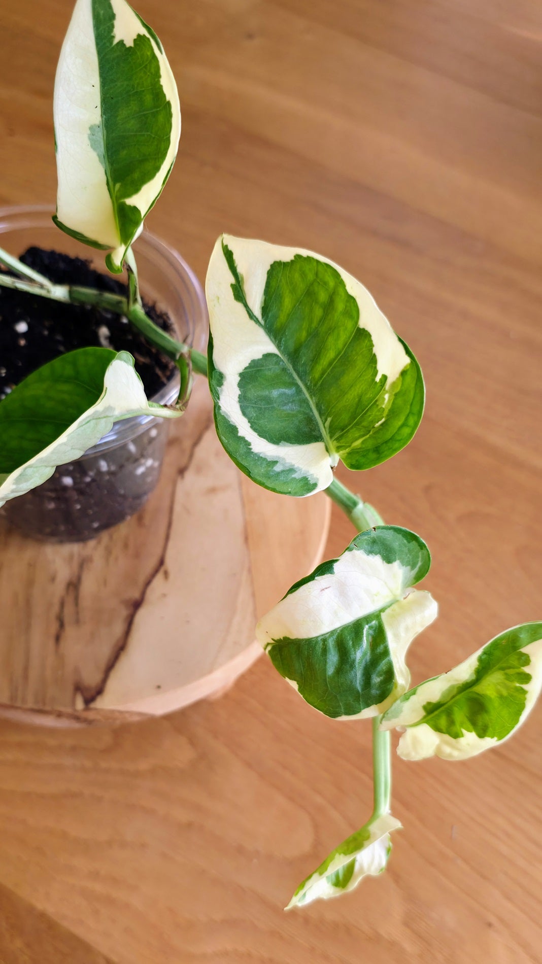 Epipremnum 'Njoy'
