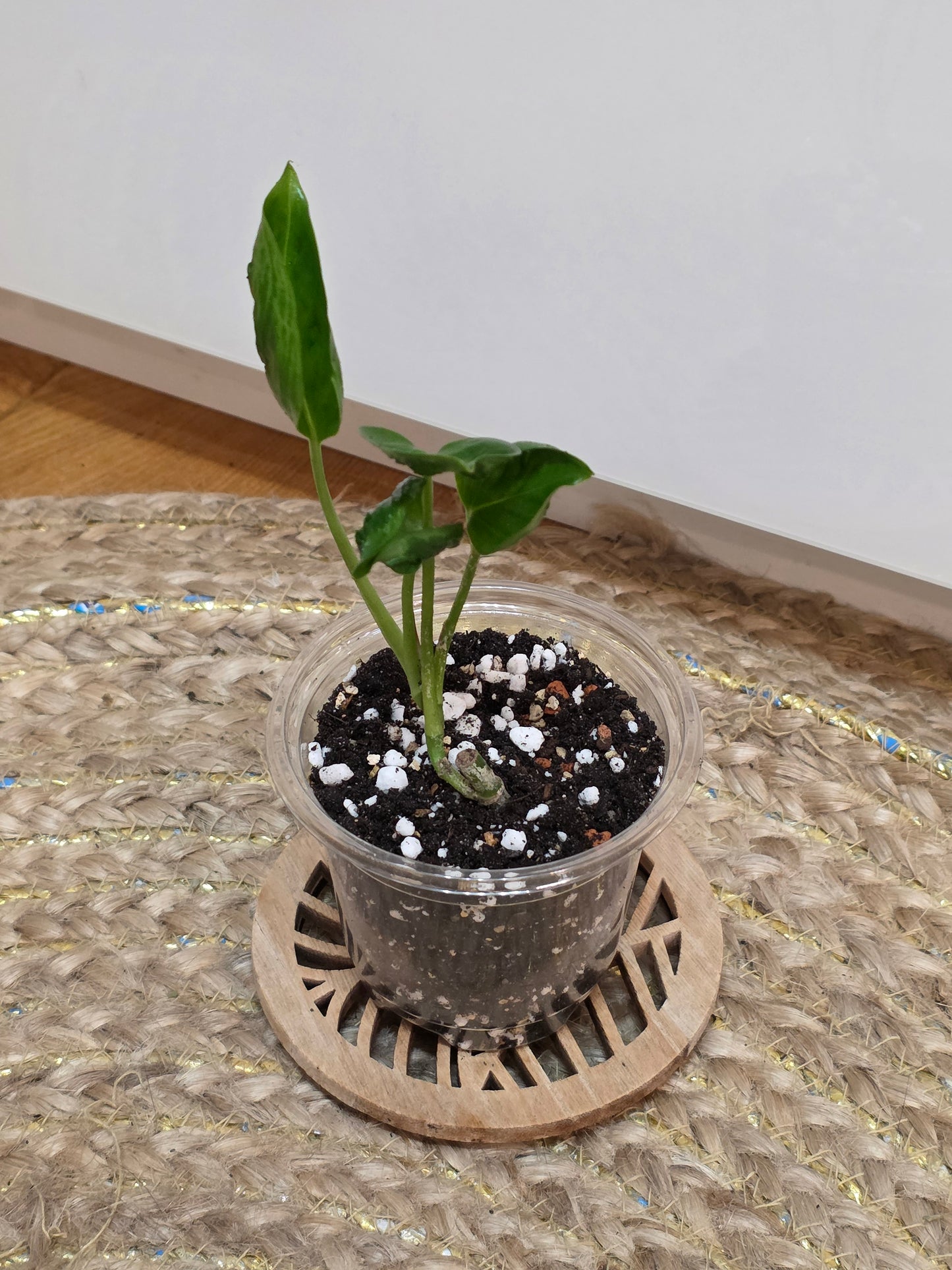 Epipremnum 'Shangri La'