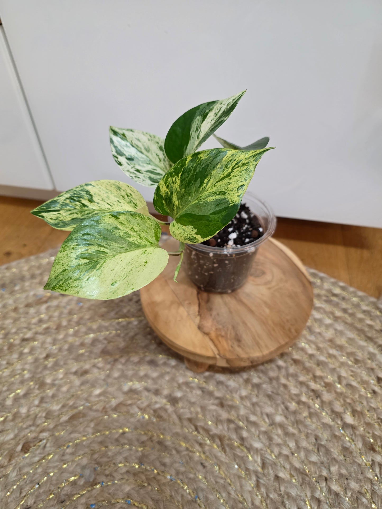 Epipremnum Aureum 'White Sport Golden'