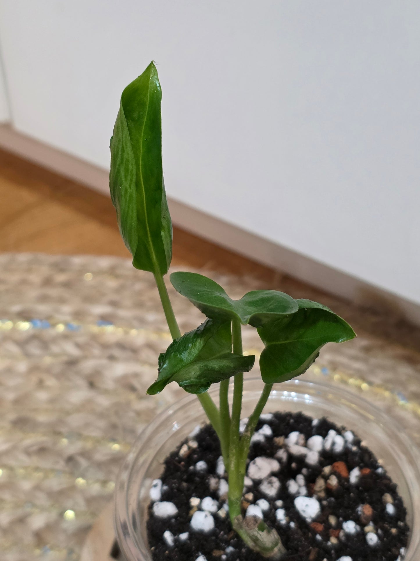 Epipremnum 'Shangri La'