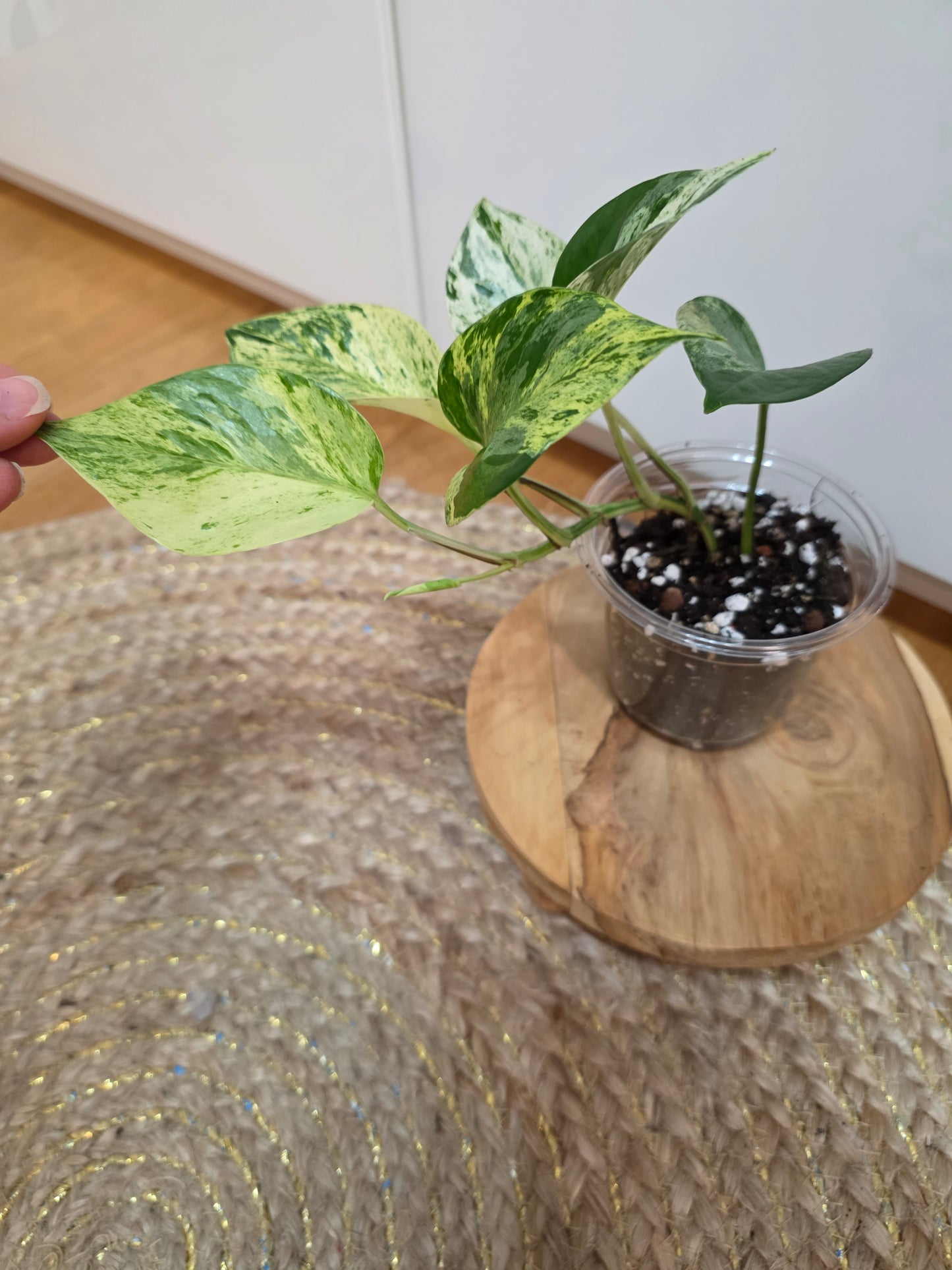 Epipremnum Aureum 'White Sport Golden'