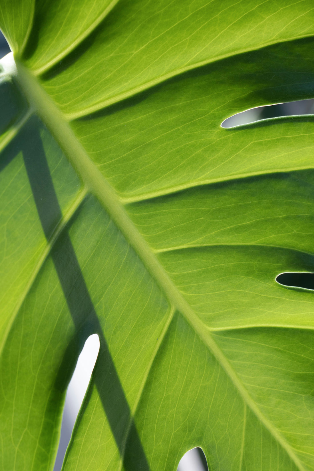Warum die Frühjahrs-Luftfeuchtigkeit für glückliche Zimmerpflanzen wichtig ist 🌿