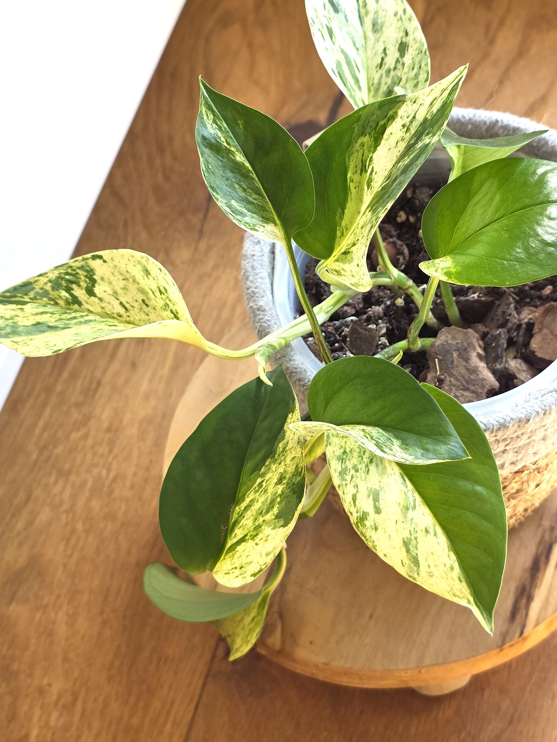 golden pothos white sport Epipremnum Aureum 'White Sport Golden' – Humidipot