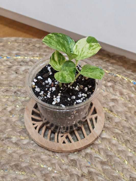 Epipremnum 'Manjula'