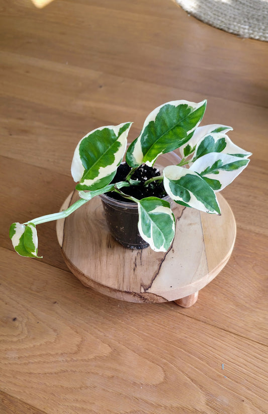 Epipremnum 'Njoy'
