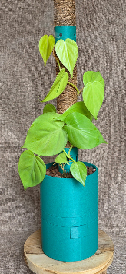 Humidipot 'Neo'
