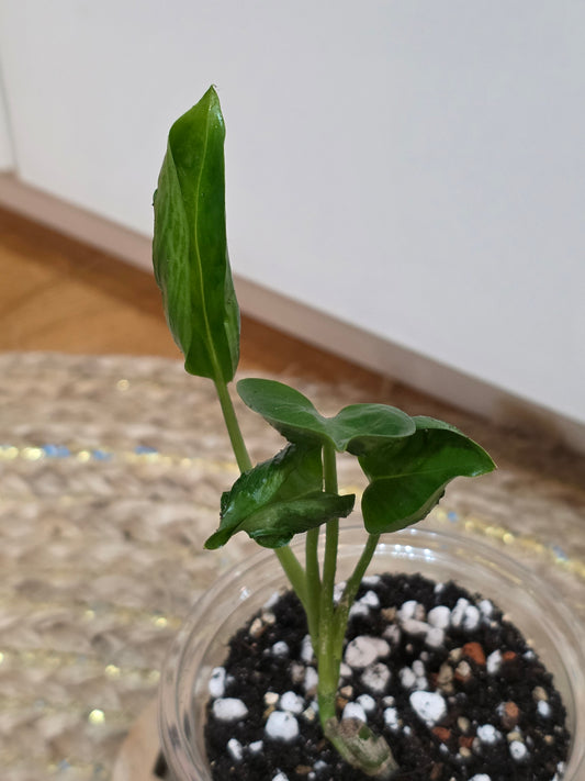 Epipremnum 'Shangri La'